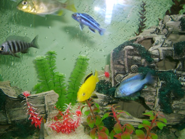 Some of my Cichlids Some of my Cichlids